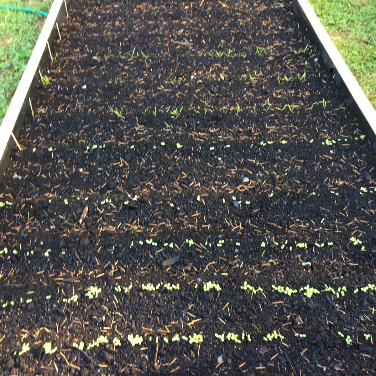 Early Plants In My Garden