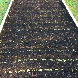 Early Plants In My Garden