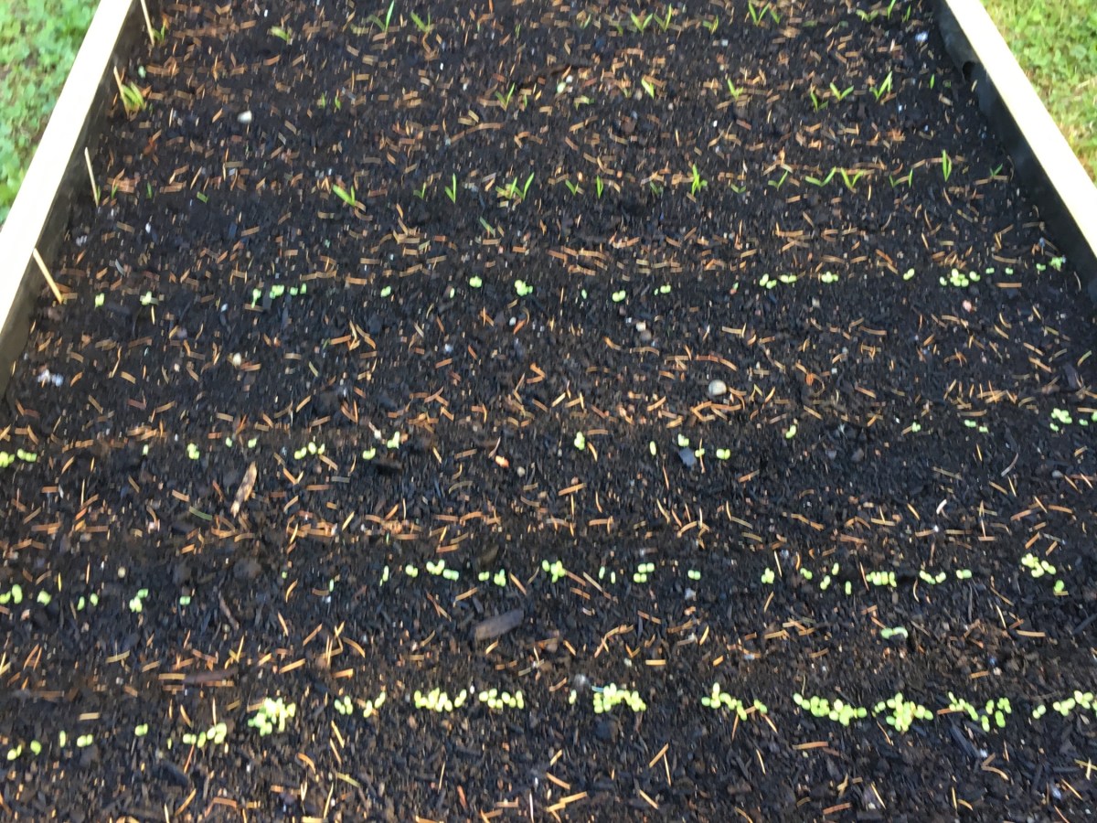 Early Plants In My Garden