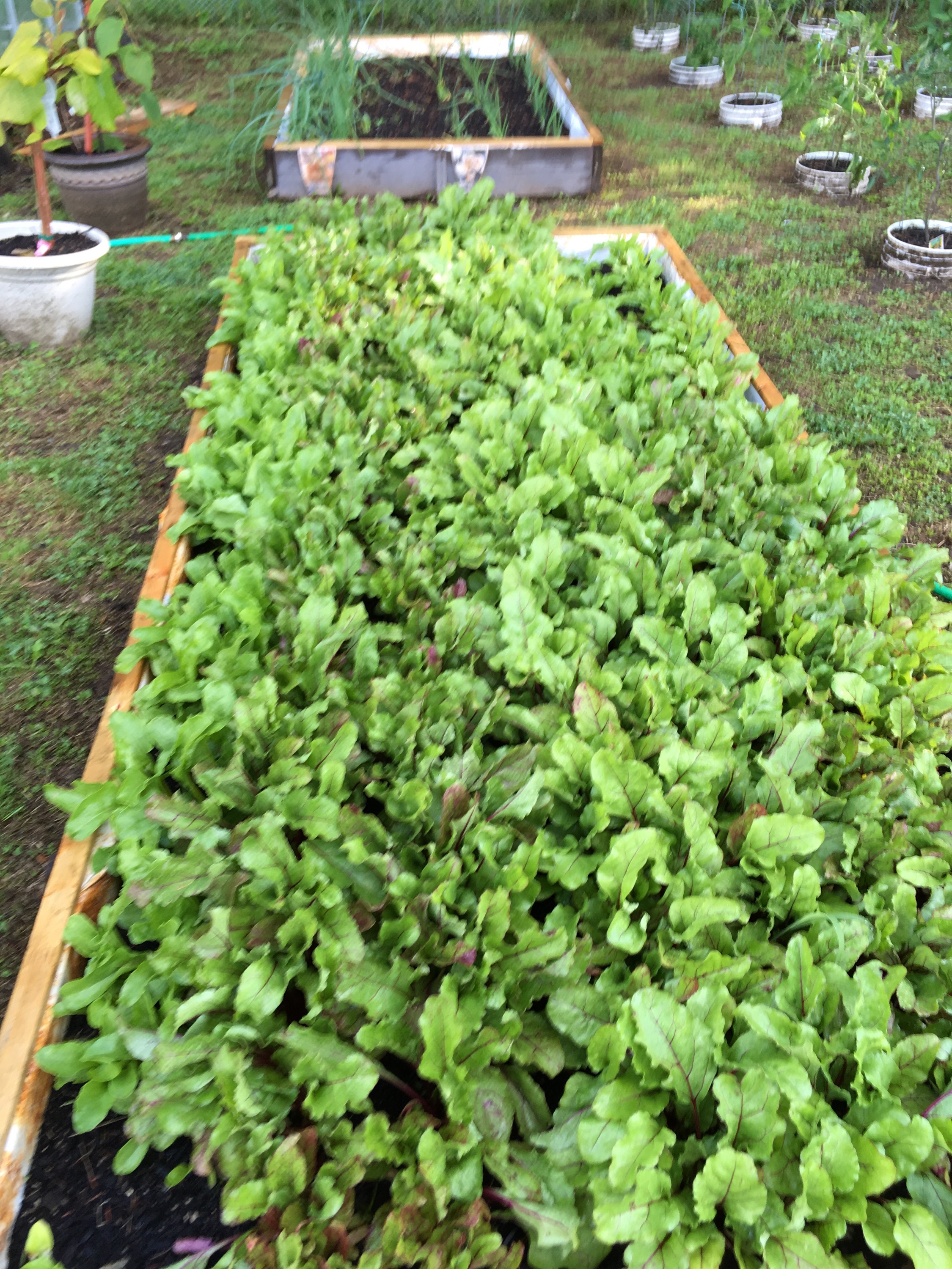 I Grow Much Of My Own Foods